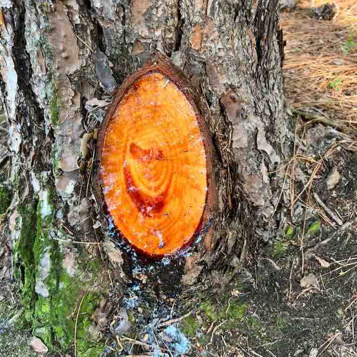 PacerPal-Kavi🕉🗽 post 1