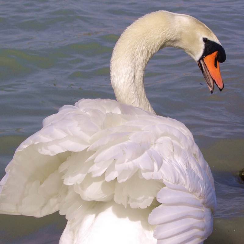 Italico ΠΠ»Π΅Π½Π°πͺ post image