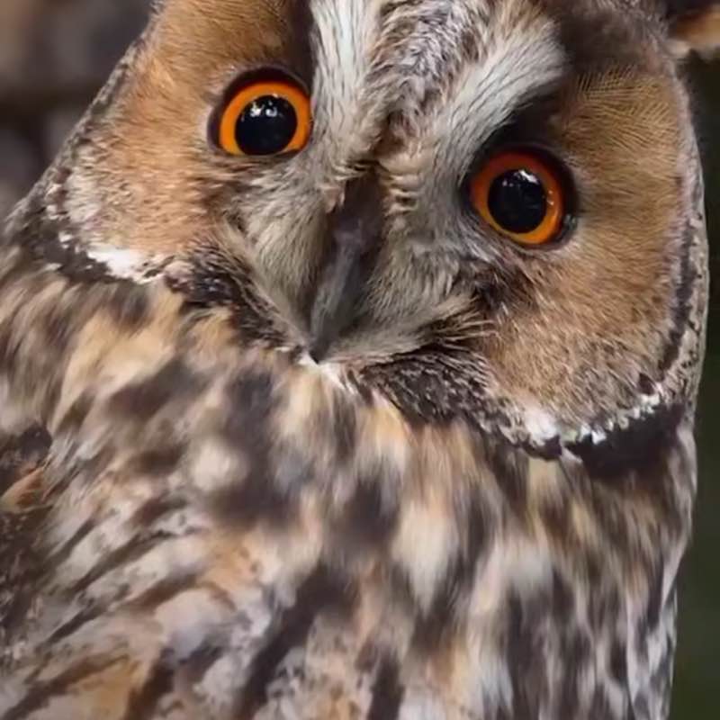 🌹NATURE  WALKS🌹 Elena 🪆 post image