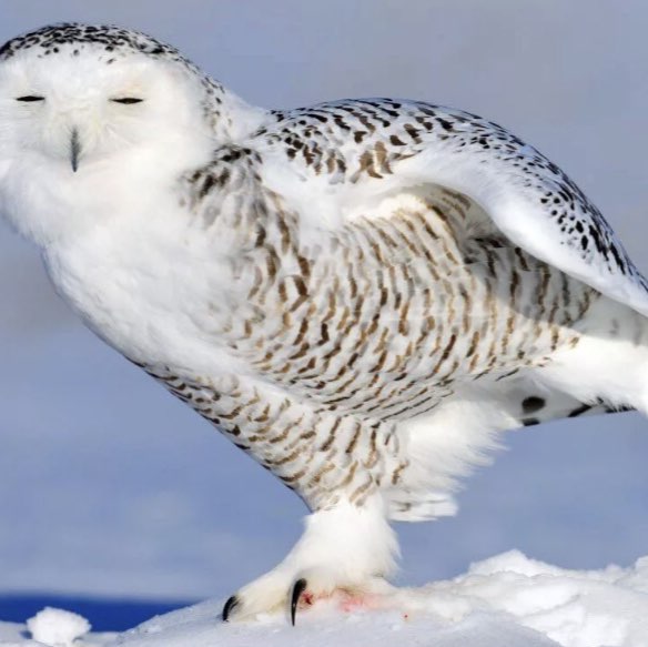 🌹NATURE  WALKS🌹 Elena 🪆 post image