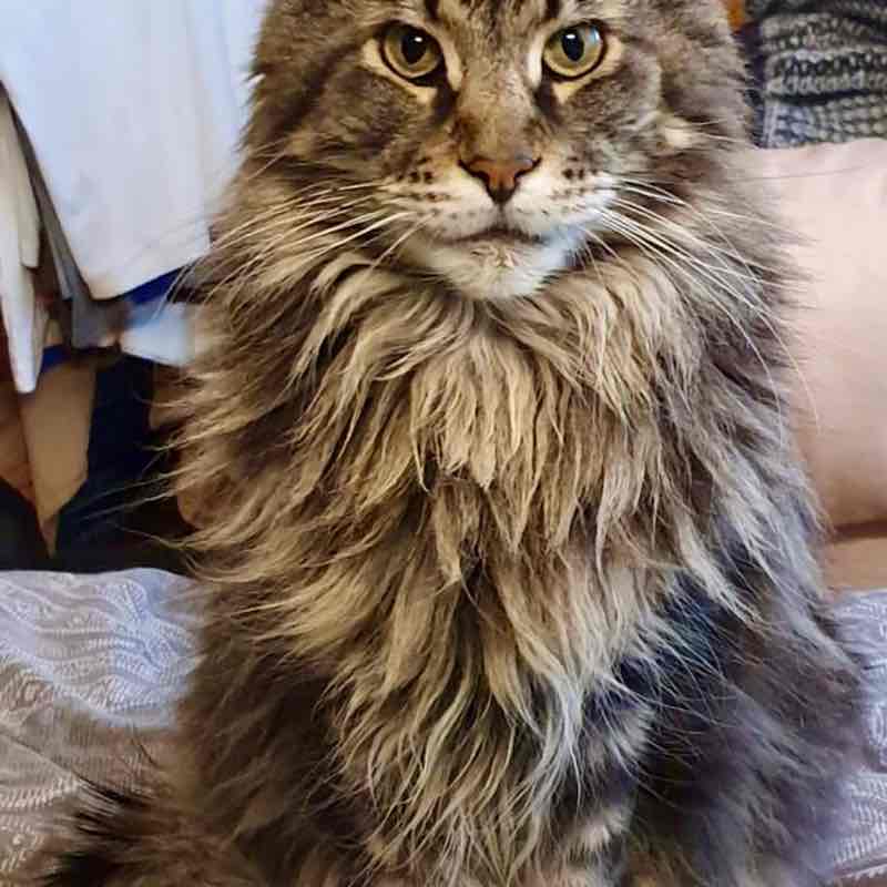 Matriochka Elena 🪆 post image