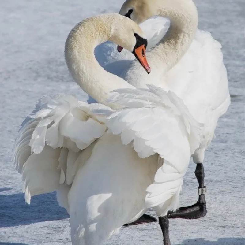 🦢💖TOGETHER WE CAN💖🦢 Elena 🪆 post image