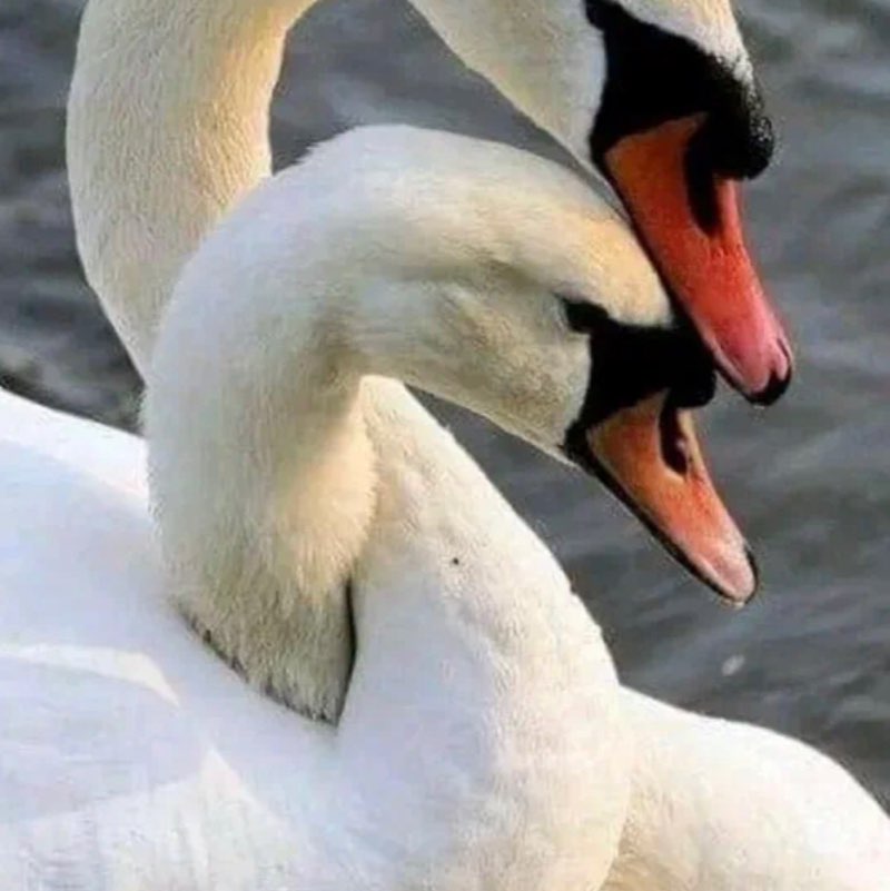 🦢💖TOGETHER WE CAN💖🦢 Elena 🪆 post image