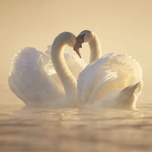 🦢💖TOGETHER WE CAN💖🦢 Elena 🪆 post image