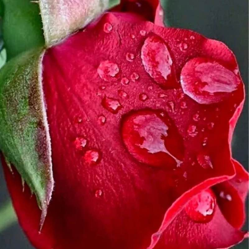 ✨️FUN TIMES✨️ Elena 🪆 post image