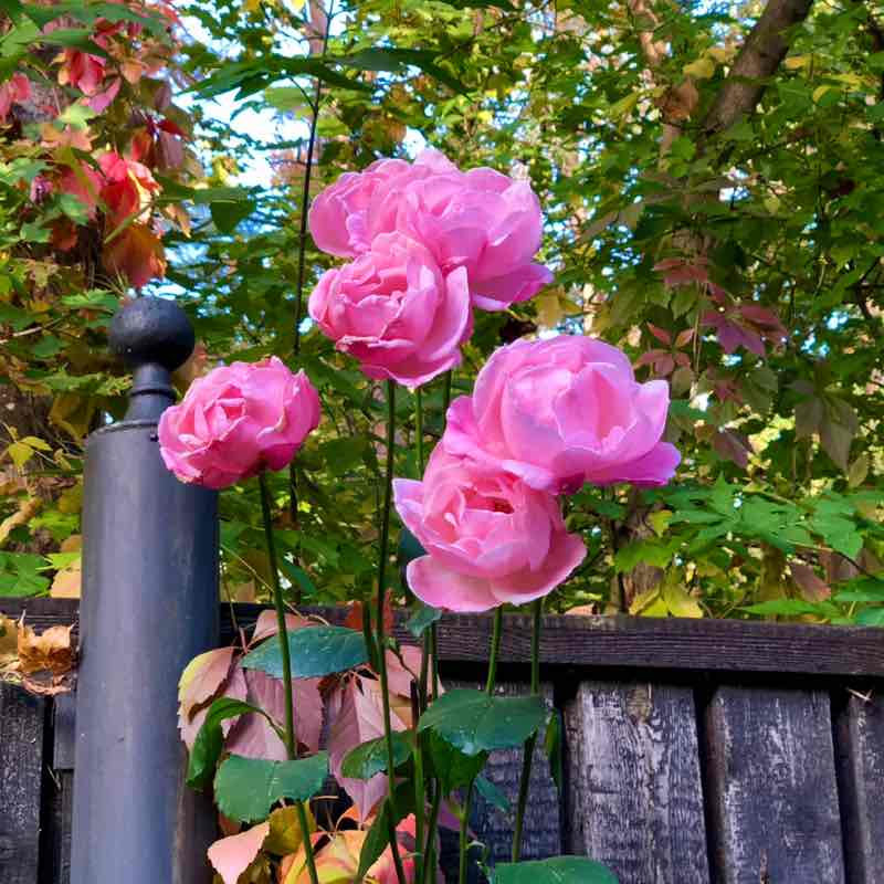 💜WALKING IS HEALTHY💜 Елена🪆 post image