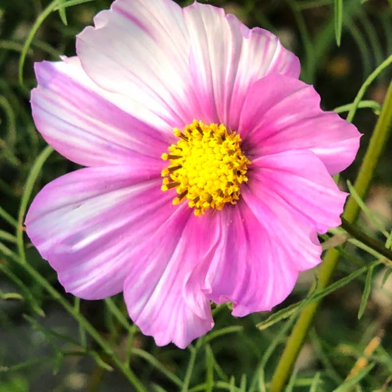 💜WALKING IS HEALTHY💜 Елена🪆 post image