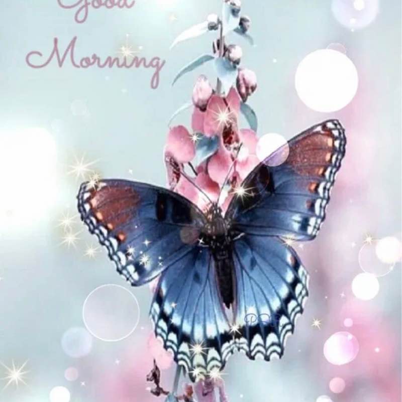 🦋💖BUTTERFLIES💖🦋 Elena 🪆 post image