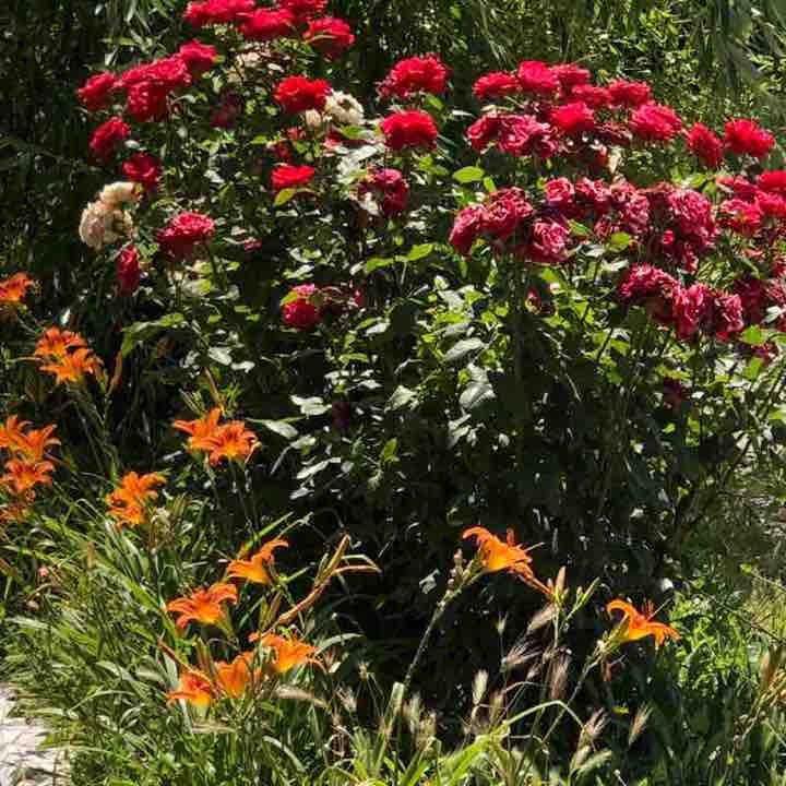 🦋💖BUTTERFLIES💖🦋 Елена🪆 post image