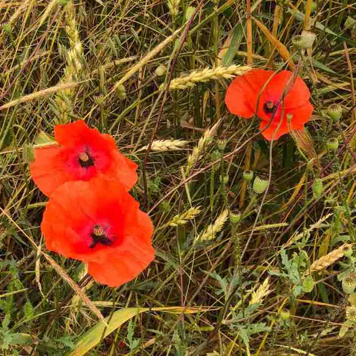 😍BEAUTIFUL NATURE😍 Елена🪆 post image