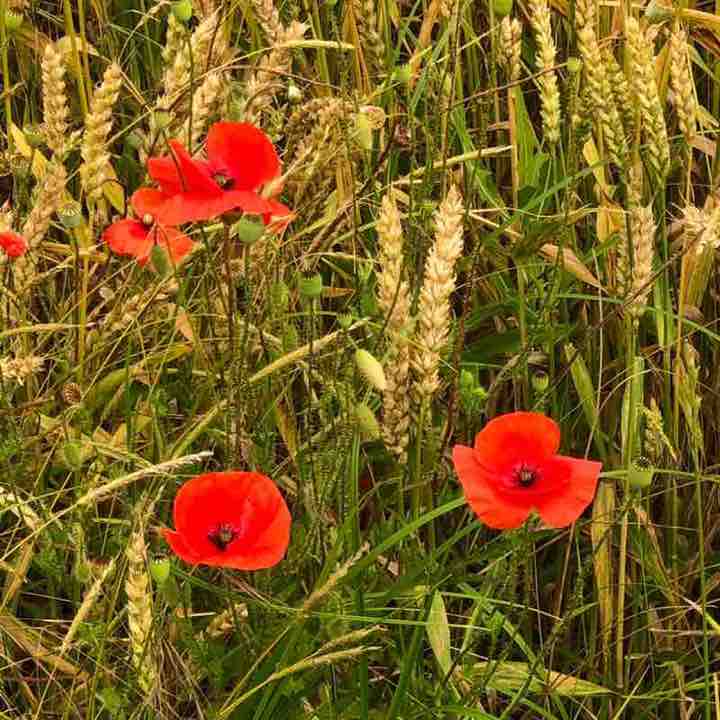 😍BEAUTIFUL NATURE😍 Елена🪆 post image
