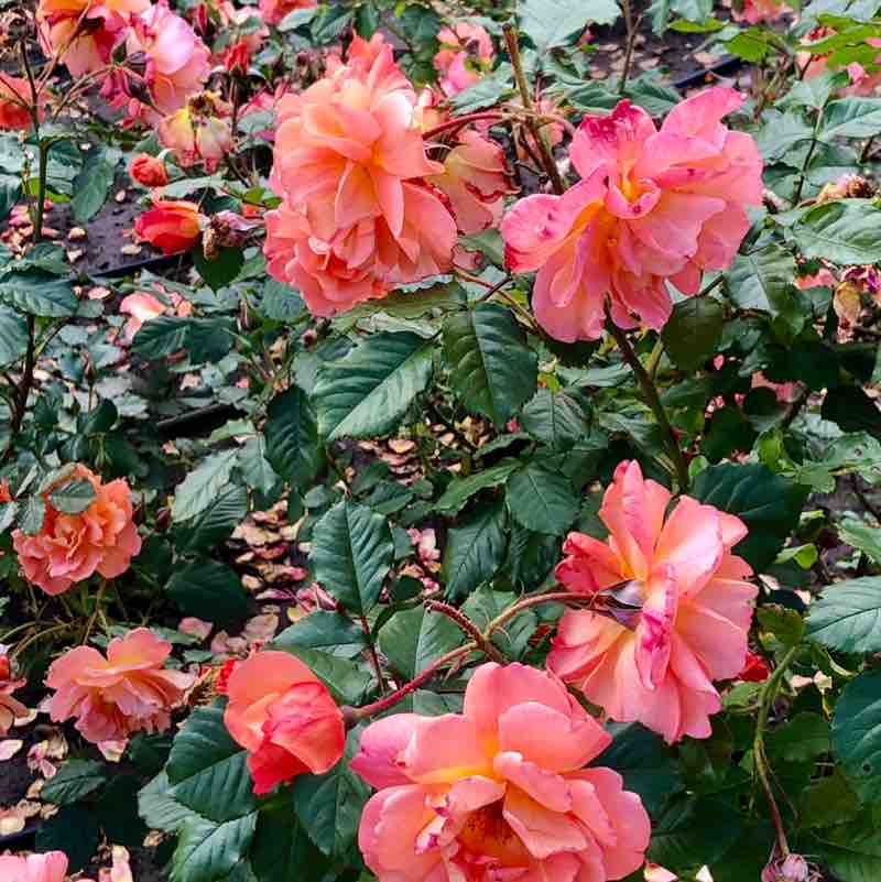 🌹NATURE  WALKS🌹 Елена🪆 post image