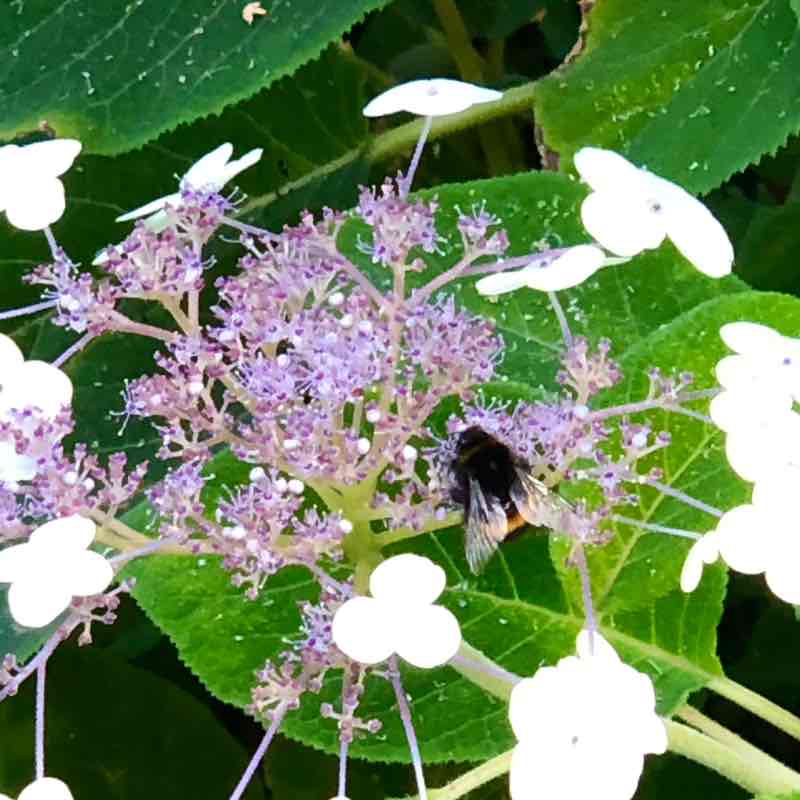 🦋💖BUTTERFLIES💖🦋 Елена🪆 post image