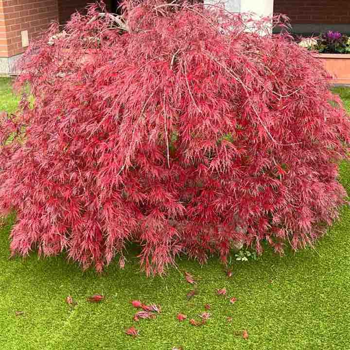 Amici  di Chicco Sardu😁 Chicco!🥇🍷7🏆👍😉 post image