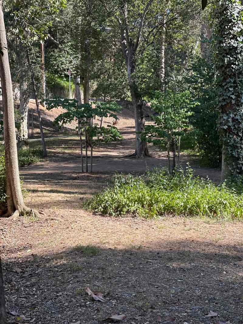 walking near me in Prospect Park in spring