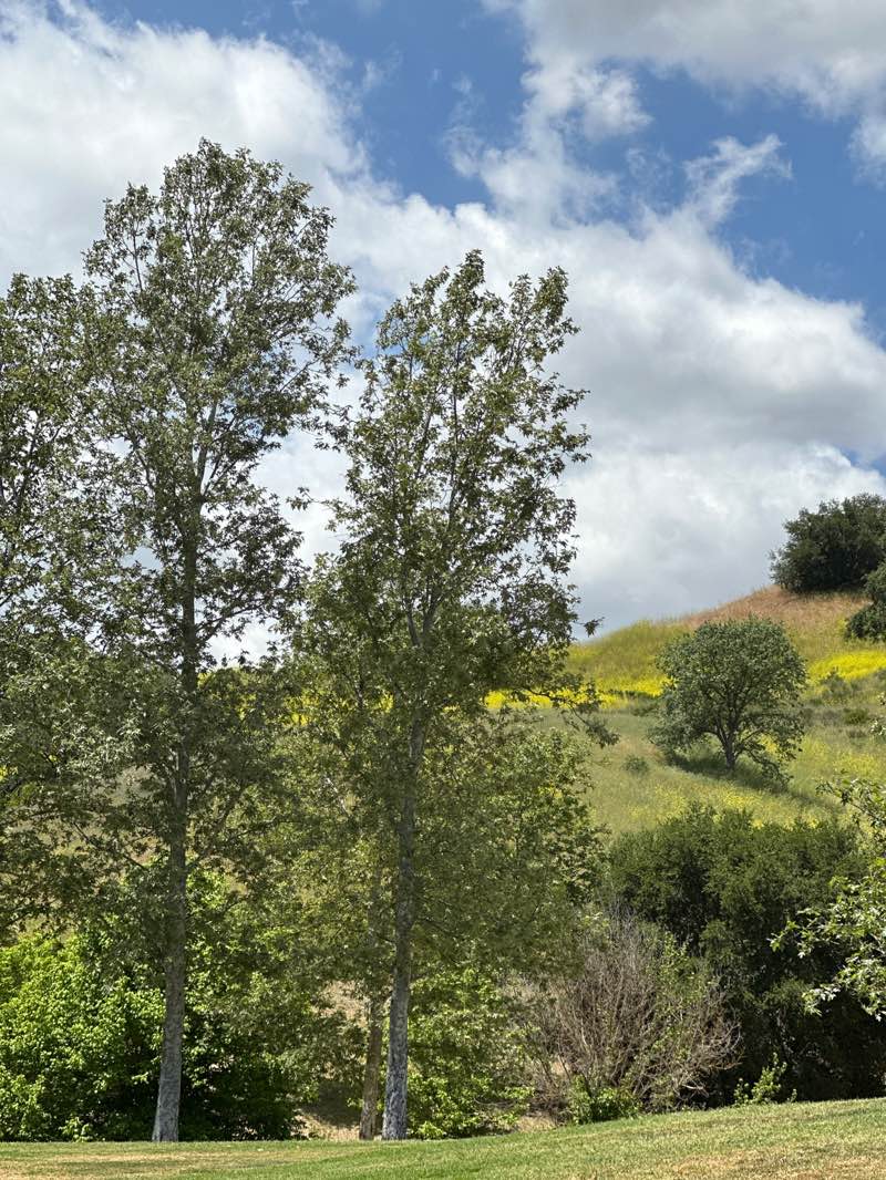 walking near me in Juan Bautista de Anza Park in spring