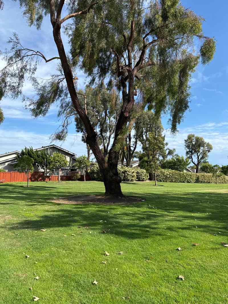 walking near me in Mira Costa Park in summer