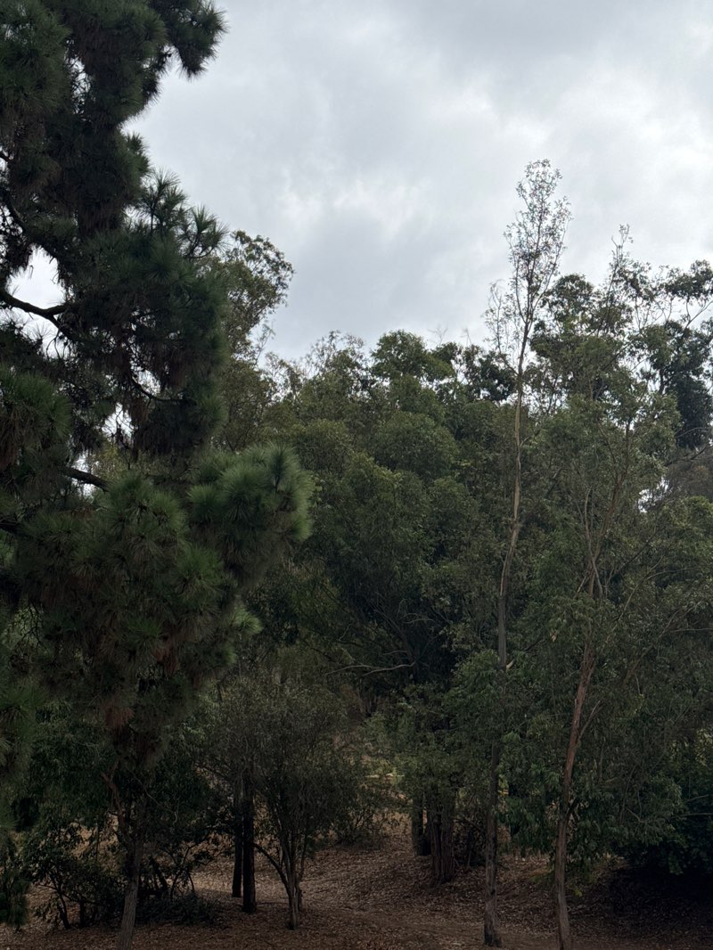 walking near me in Elysian Park in autumn