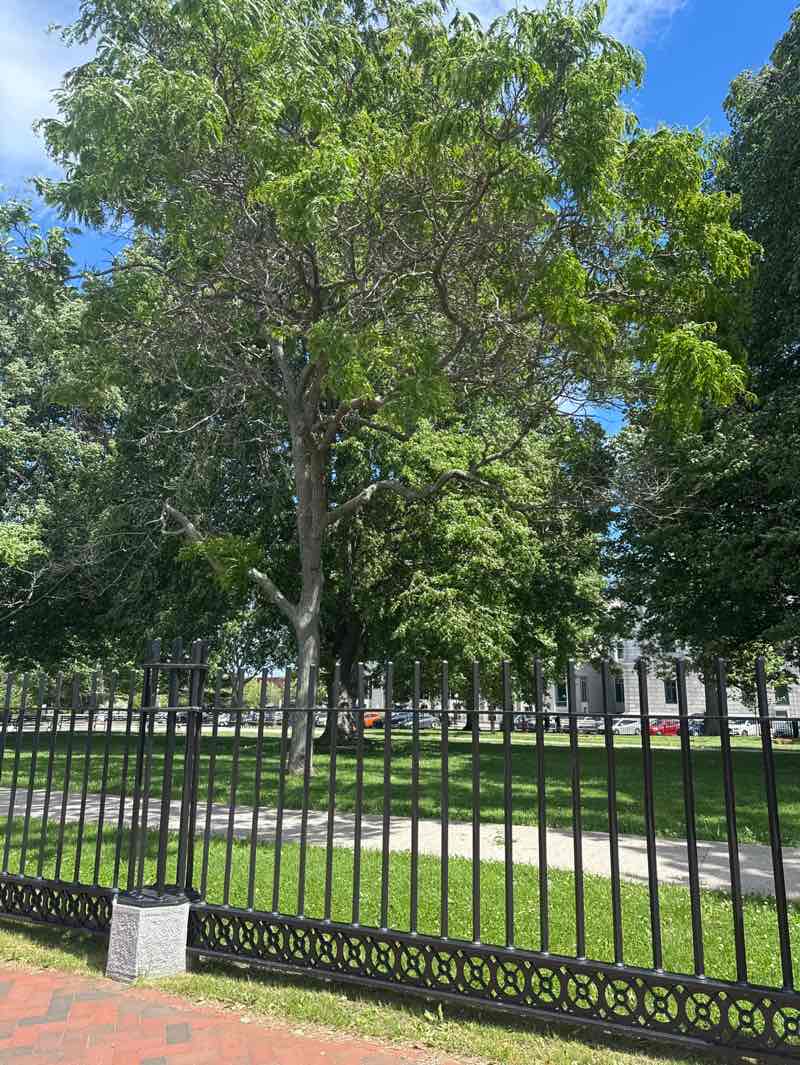 walking near me in Lincoln Park in summer