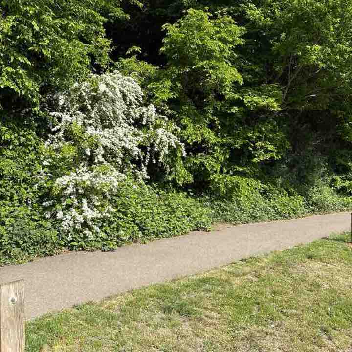 Elena Madalina post 1