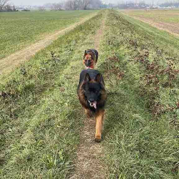 🇨🇭DogPacer🐾🐾 Andrea post image