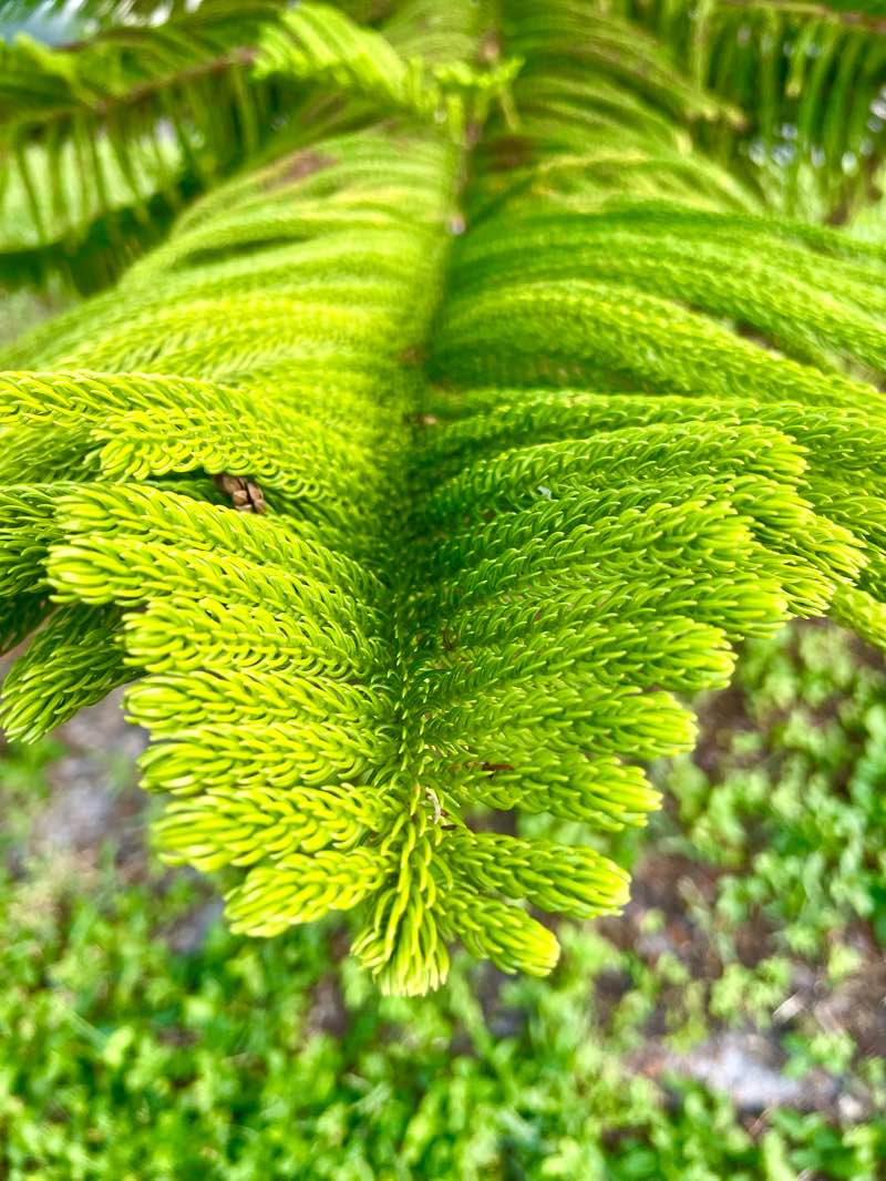 walking near me in Lassing Park in winter
