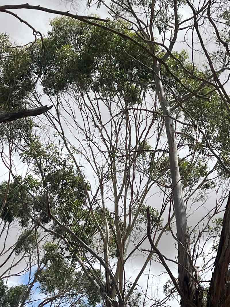 walking near me in Wannon Falls Scenic Reserve in summer