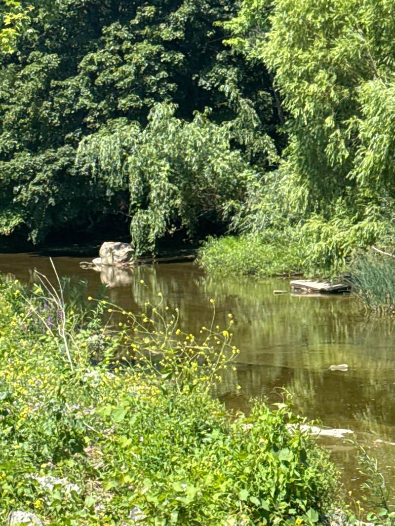 walking near me in Herman Park in summer