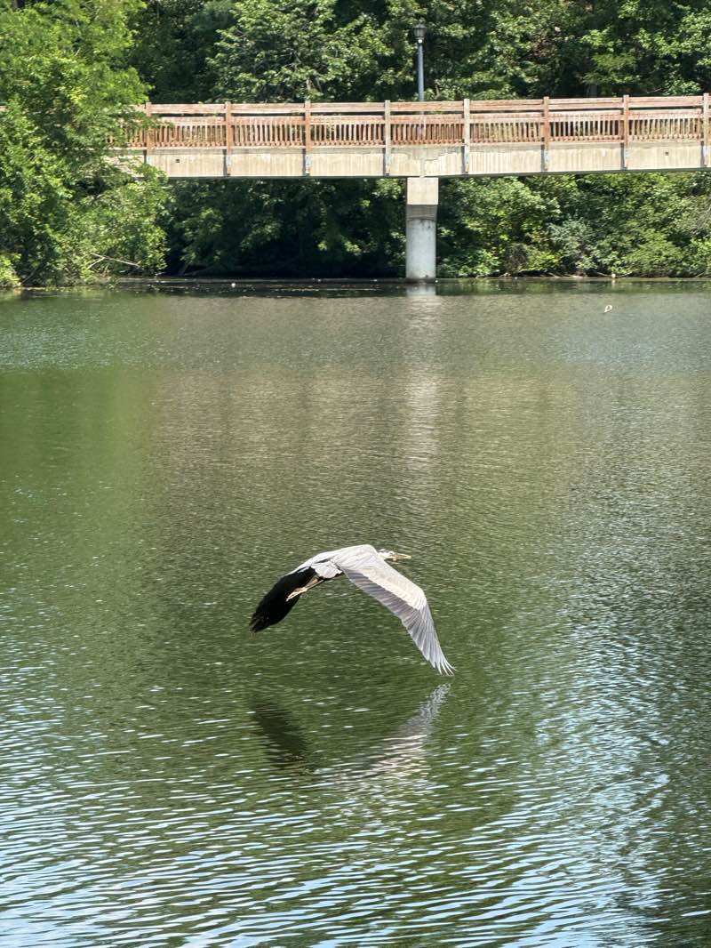 walking near me in Coe Lake Park in summer
