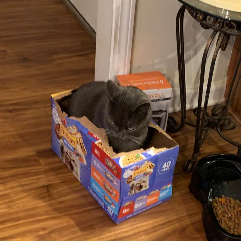 Cats 🐈🐈‍⬛ & Coffee ☕️ ☕️ PacerGal_1957 post image