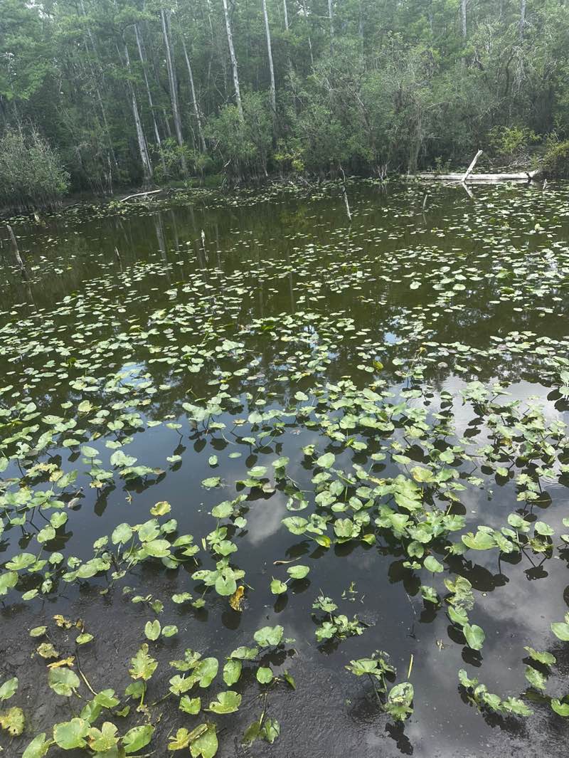 walking near me in Six Mile Cypress Slough in spring