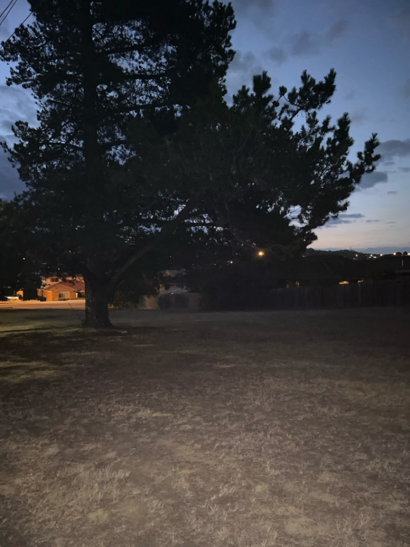 walking near me in Nunamina Avenue Reserve in summer
