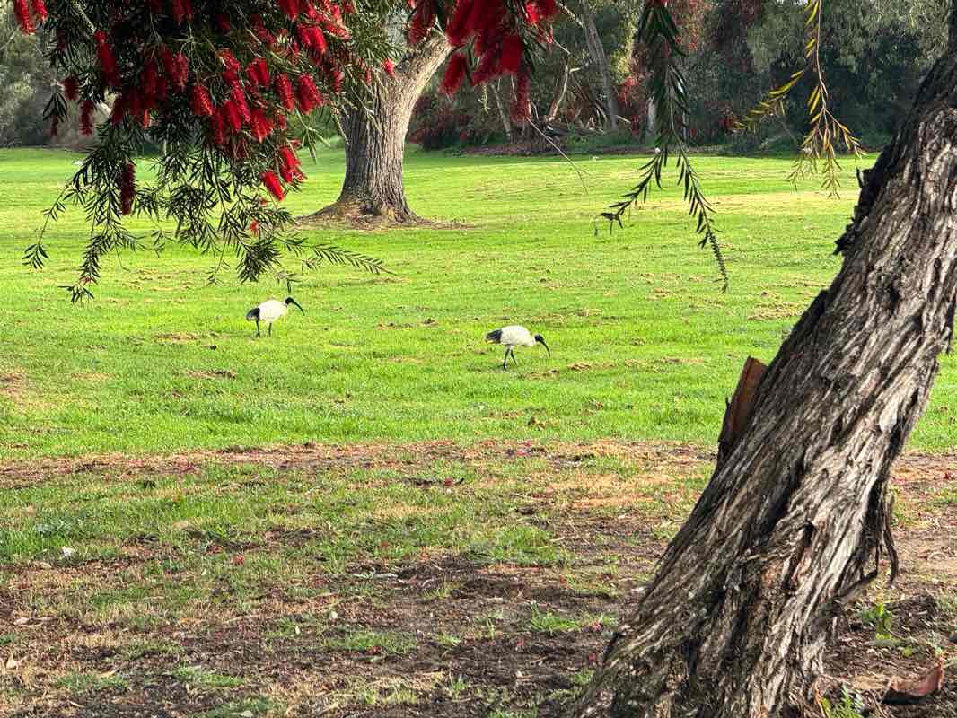 walking near me in Beeliar Regional Park in spring