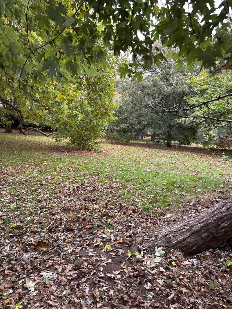 walking near me in Clarence Park in autumn