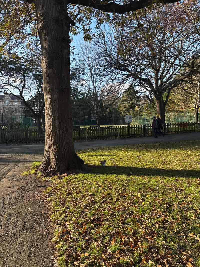 walking near me in Grove Park in autumn