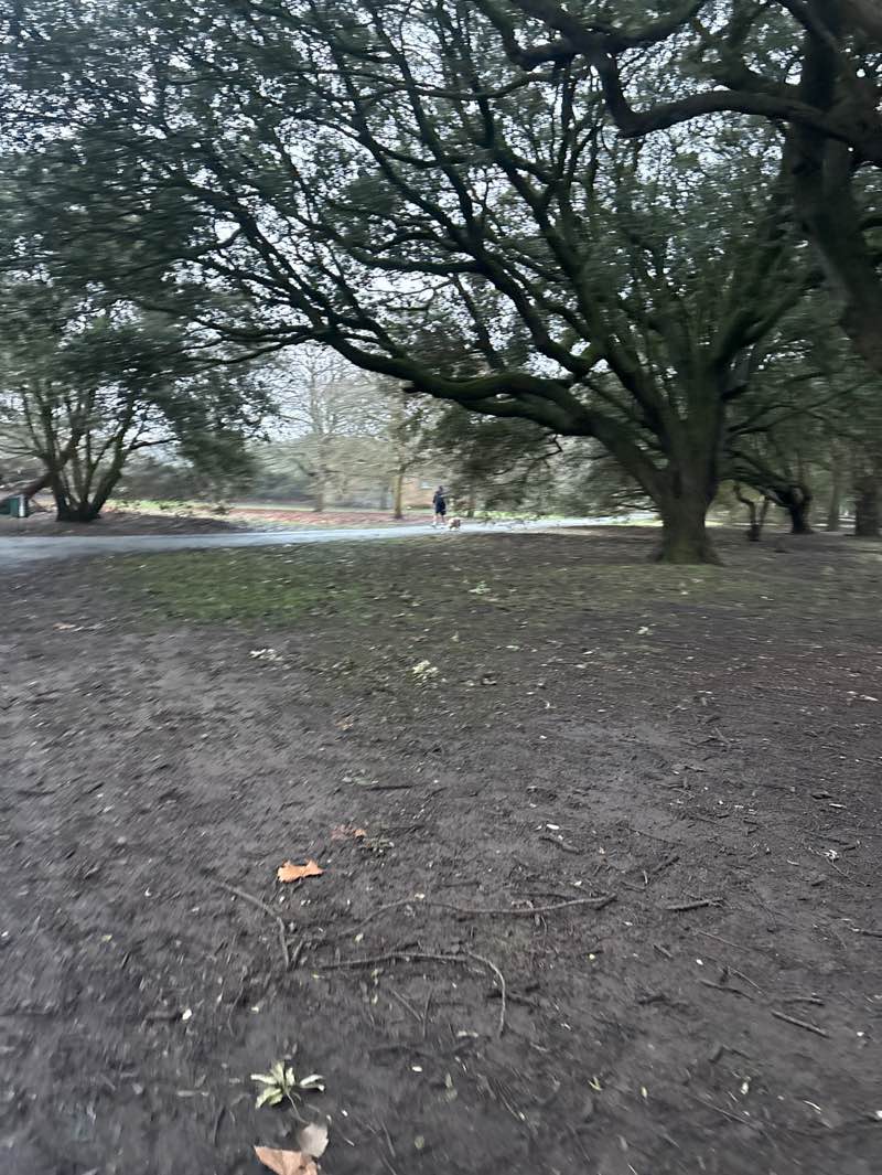 walking near me in Clarence Park in winter