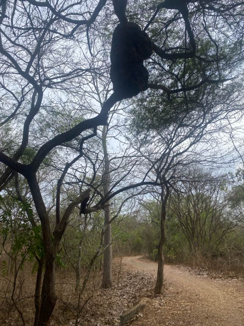 walking near me in Parque Samanes in summer