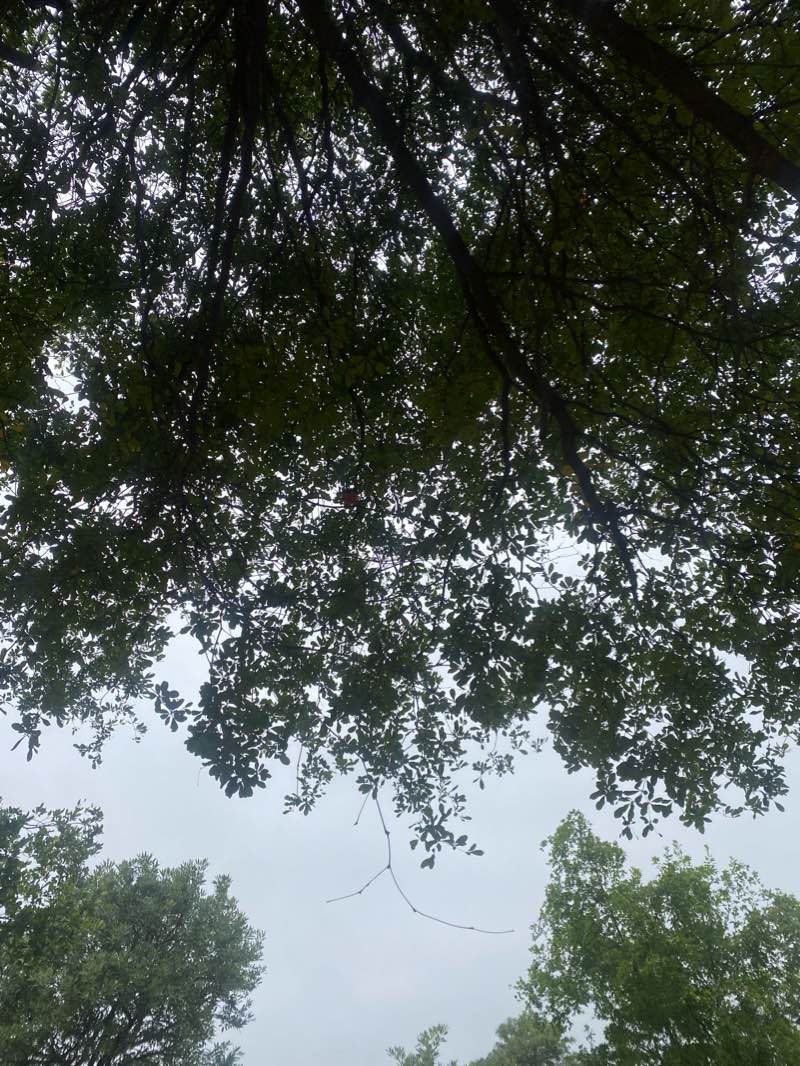 walking near me in Parque de los Samanes in summer