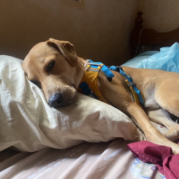 𝖕𝖕𝖈𝖆𝖒𝖆𝖈𝖍𝖔 post 1