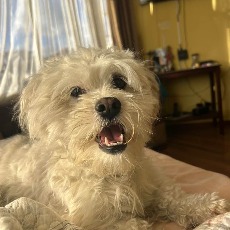 𝖕𝖕𝖈𝖆𝖒𝖆𝖈𝖍𝖔 post 1