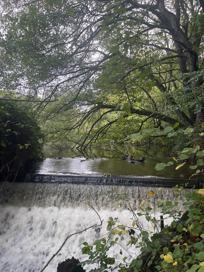 walking near me in Sunnyhurst Wood in autumn
