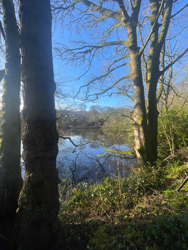 walking near me in Sunnyhurst Wood in spring