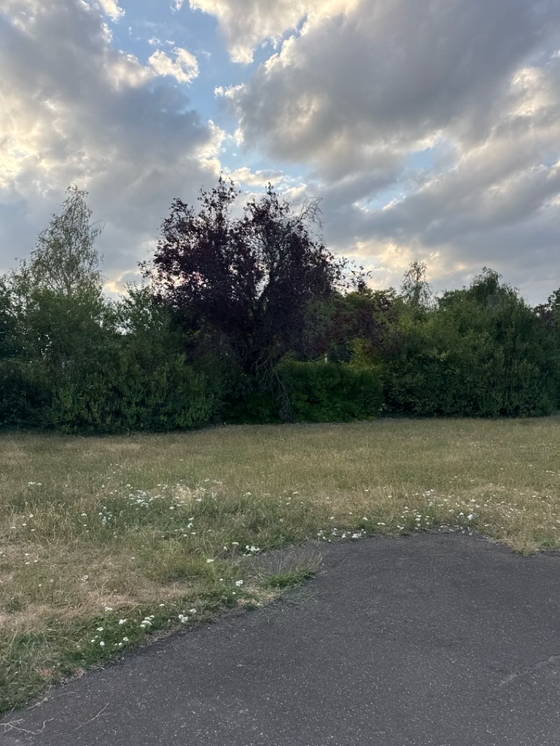 walking near me in Ray Park in summer