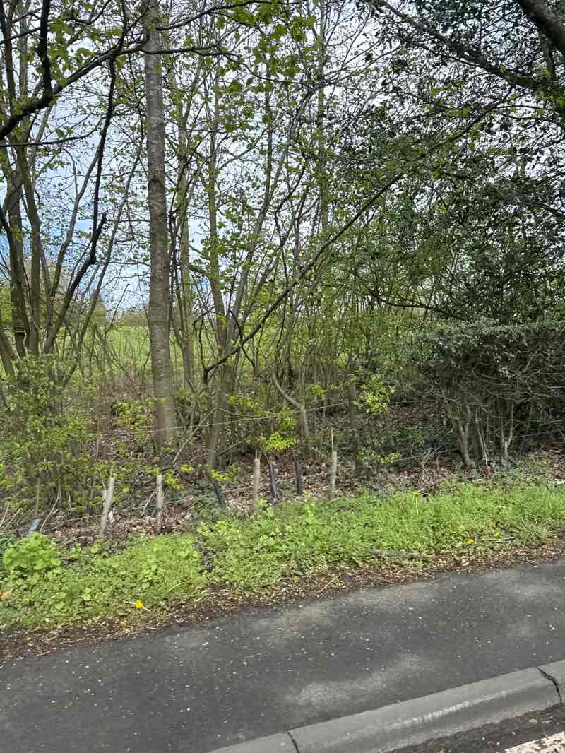 walking near me in Henbury Millennium Green in spring