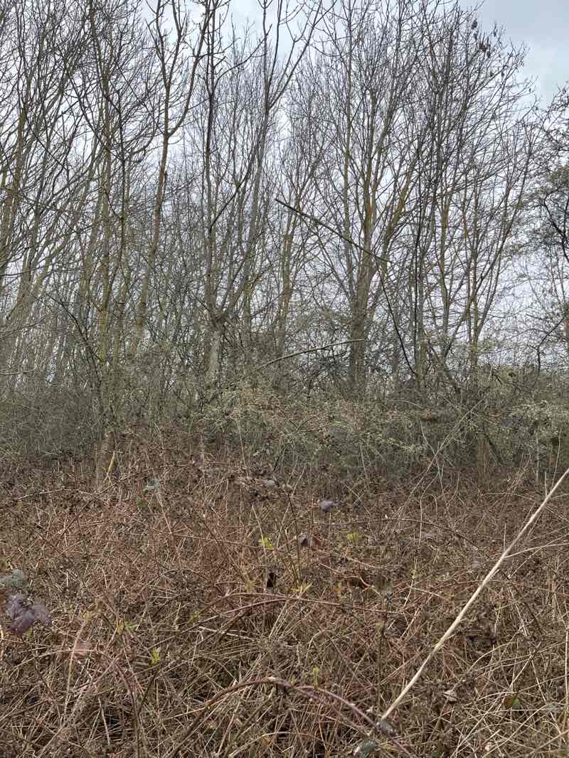 walking near me in Tyler's Common in spring