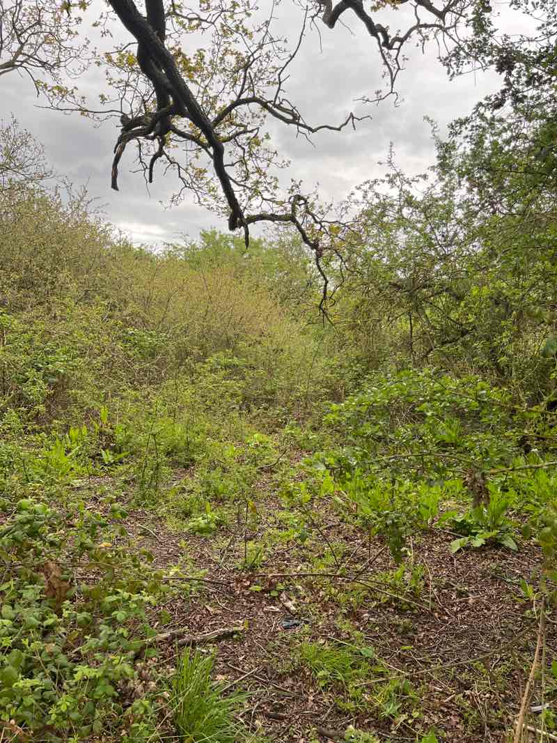 walking near me in Hutton Country Park in spring