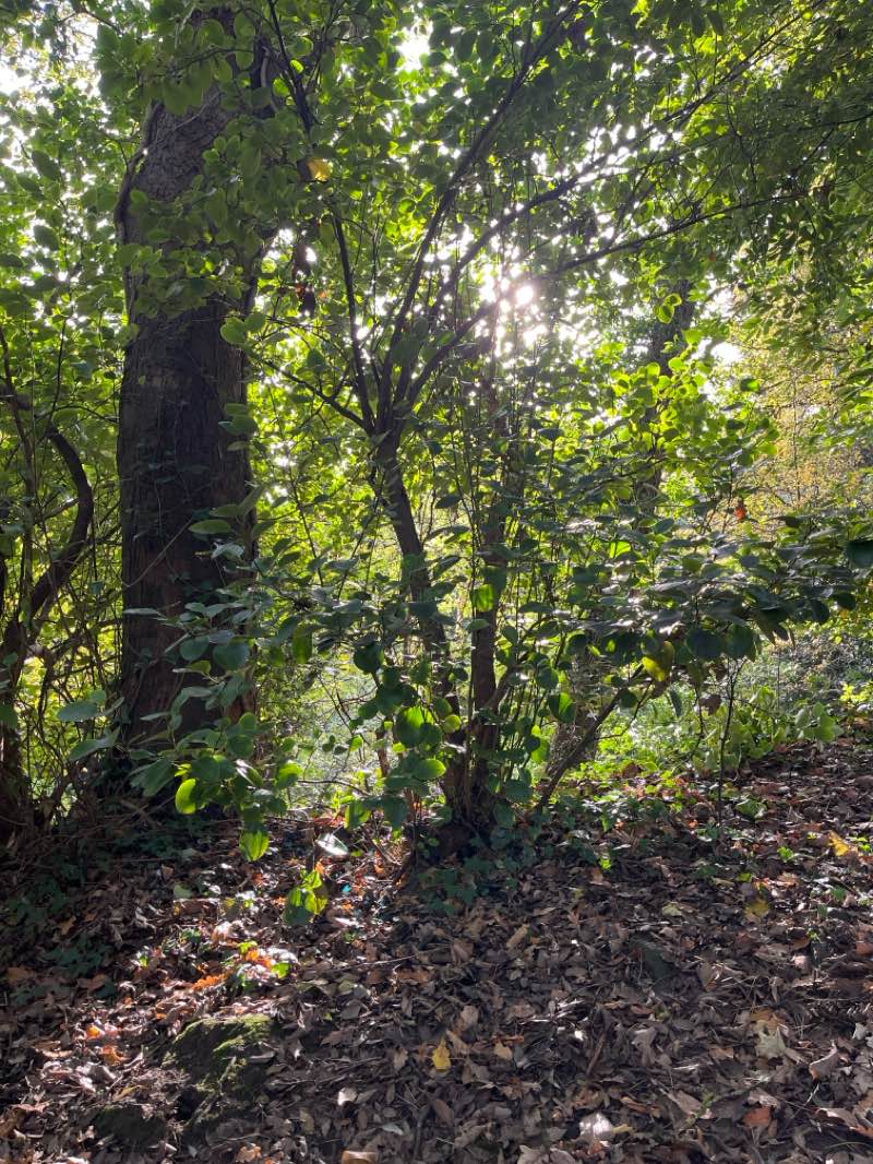 walking near me in Peasholm Park in autumn