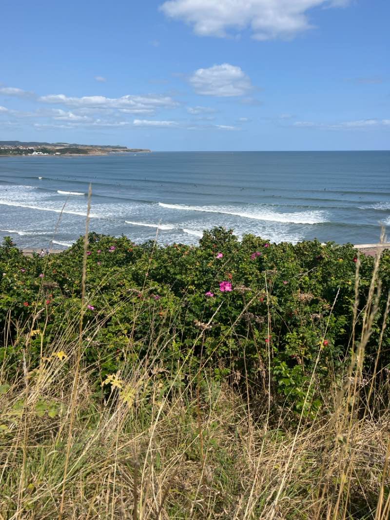 walking near me in Royal Albert Park in autumn