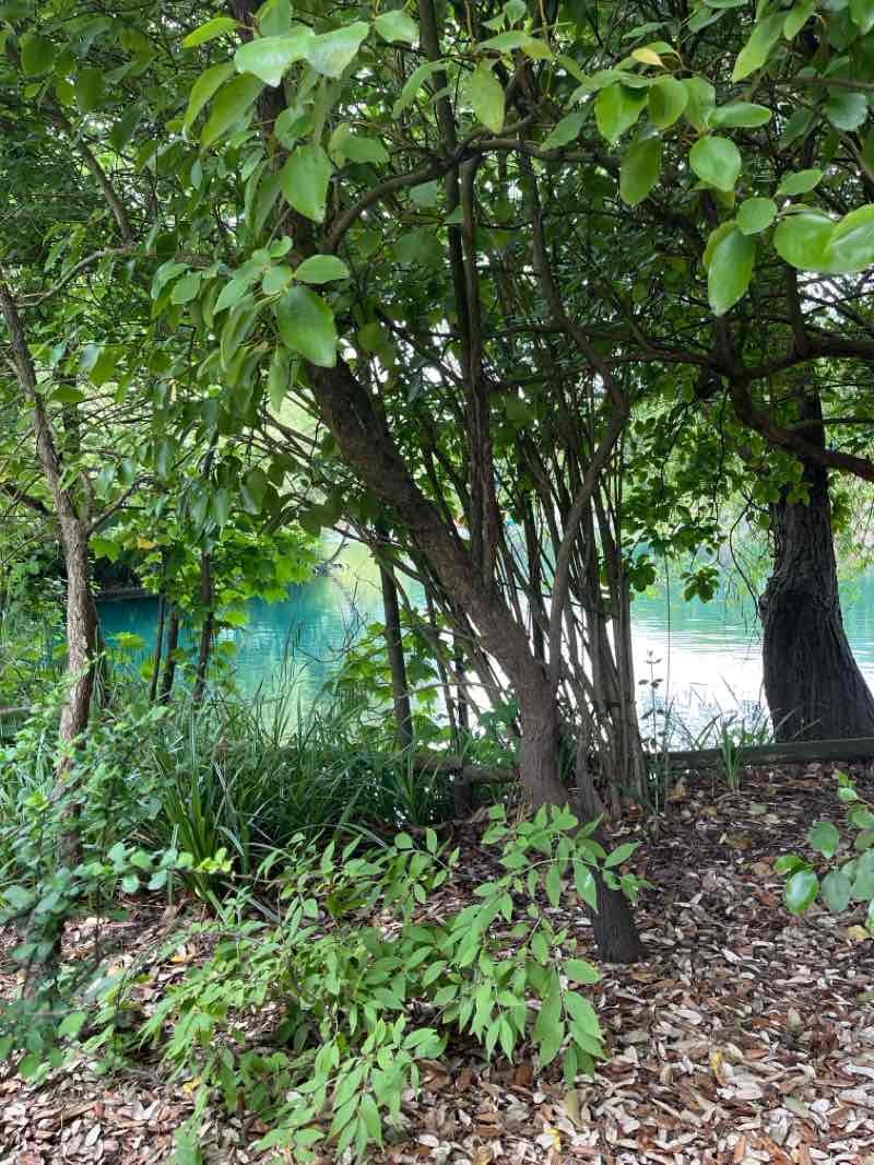 walking near me in Royal Albert Park in summer