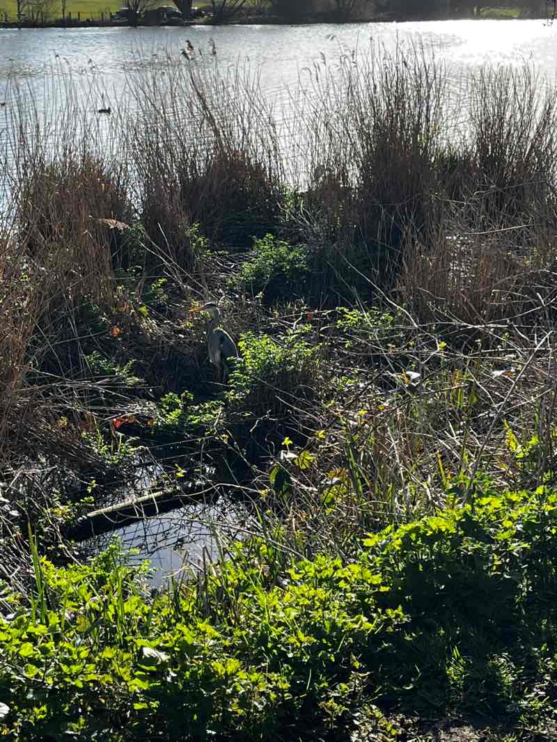 walking near me in Stanborough Park in spring